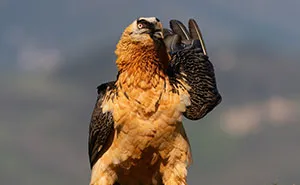 The 2026 Academy Photo Awards Highlighted These 36 Incredible Bird Photos