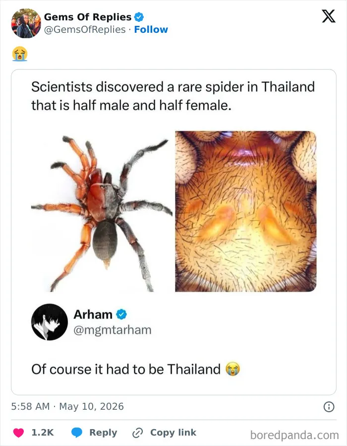 48 “Gems Of Replies” Spotted Around The Internet That Might Make You Laugh More Than You Should (New Posts)