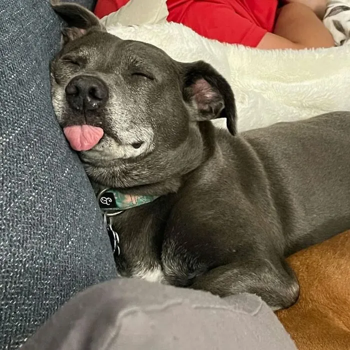 61 Derpy Dog Photos Shared By This Page That Prove Even The Cutest Pups Have Bad Angles