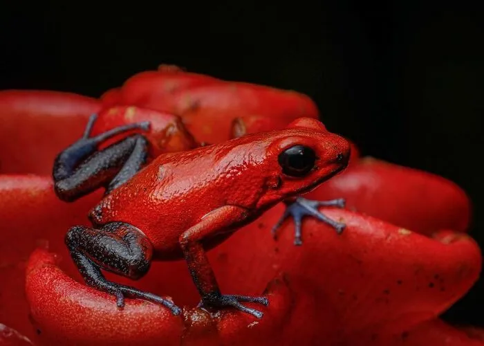 Strawberry Poison Dart Frog
