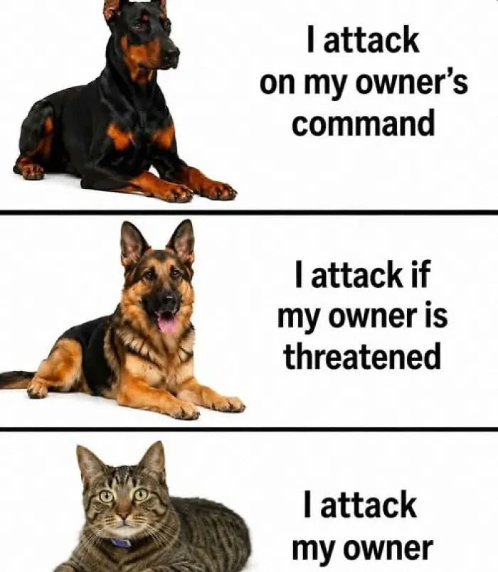 78 Funny Animal Memes That Might Just Improve Your Mood