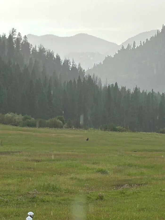 Wildlife photo of a distant animal in a green meadow with forest and mountains