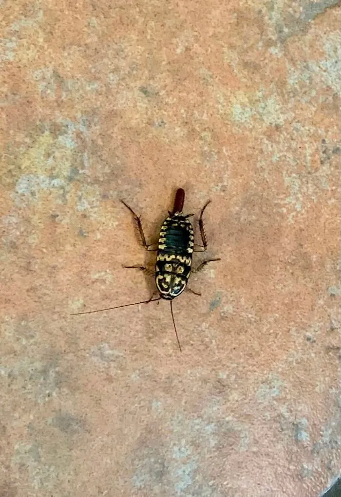 Close-up wildlife photo of a small patterned insect on a stone surface