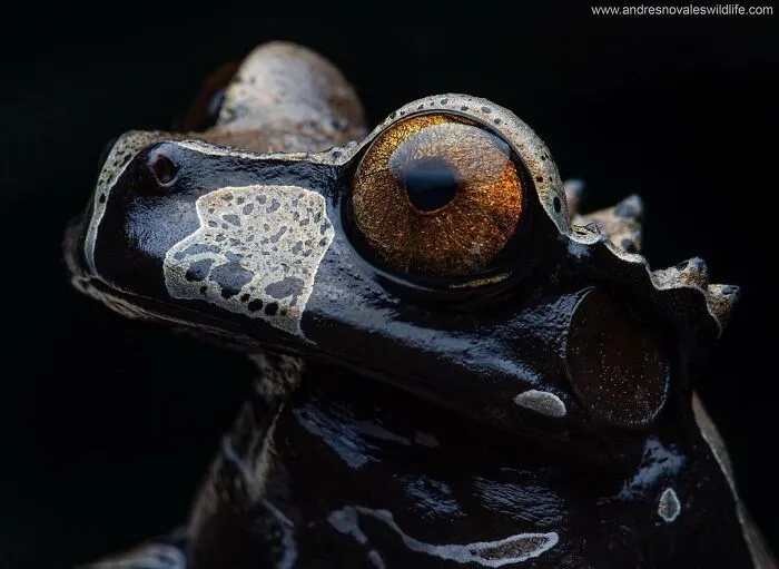 Coronated Tree Frog