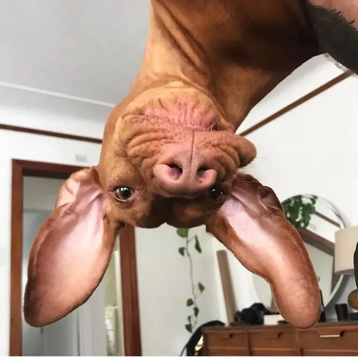 61 Derpy Dog Photos Shared By This Page That Prove Even The Cutest Pups Have Bad Angles