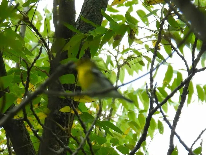 Blurry wildlife photo of a yellow bird among green tree branches