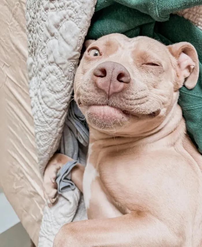 61 Derpy Dog Photos Shared By This Page That Prove Even The Cutest Pups Have Bad Angles