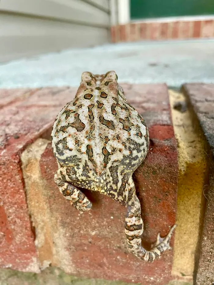 Close-up wildlife photo of a camouflaged toad on brick surface