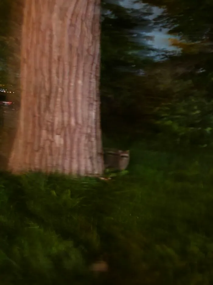 Blurry nighttime wildlife photo of raccoon near large tree trunk