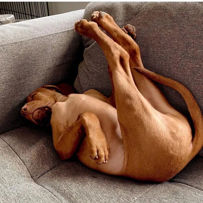 61 Derpy Dog Photos Shared By This Page That Prove Even The Cutest Pups Have Bad Angles