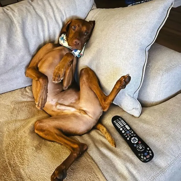 61 Derpy Dog Photos Shared By This Page That Prove Even The Cutest Pups Have Bad Angles