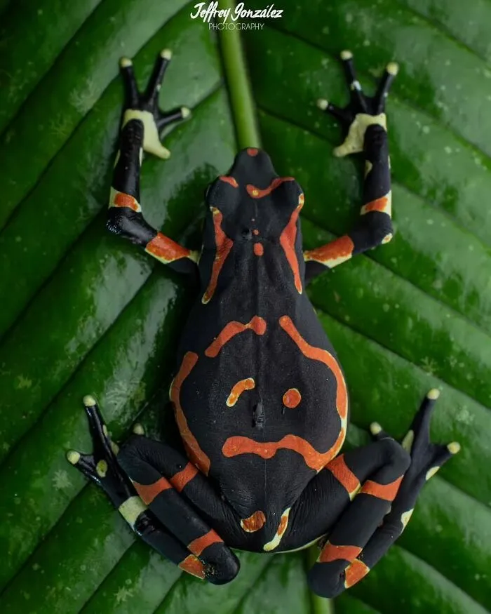 Harlequin Frog