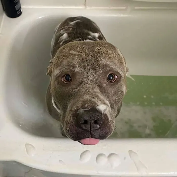 36 Pics Shared By ‘WeRateDogs’ That Show Pups Being Overly Dramatic About Bath Time
