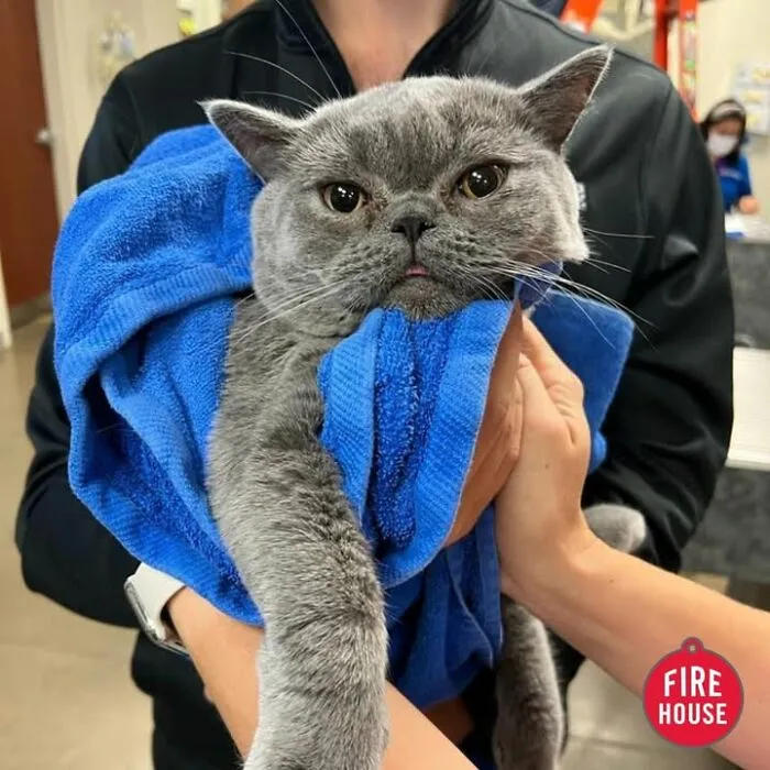 This Page Shared 45 Pics Of Cats Who Turned Routine Vet Visits Into Comedy
