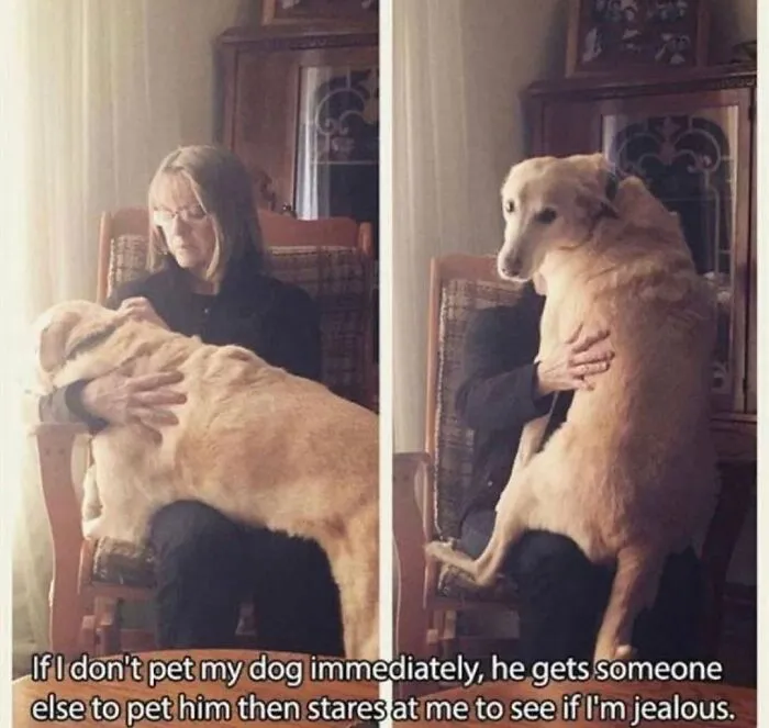 76 Funny Jokes Shared By The “Spicy Dog Memes” Page That Dog Owners Might Instantly Relate To
