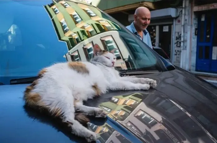 This Street Photographer Took 26 Pics Capturing Animals’ Odd And Hilarious Moments