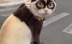 This Page Shared 51 Photos Of Silly Cats Doing Whatever They Want