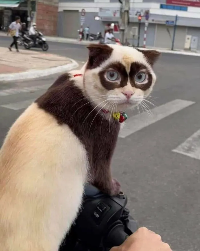 This Page Shared 51 Photos Of Silly Cats Doing Whatever They Want