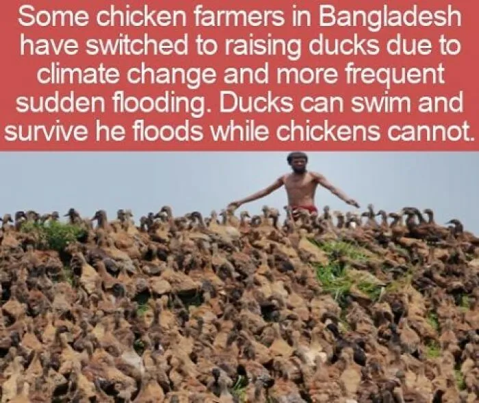 A farmer standing with a large flock of ducks in Bangladesh, perfect for a trivia quiz night.