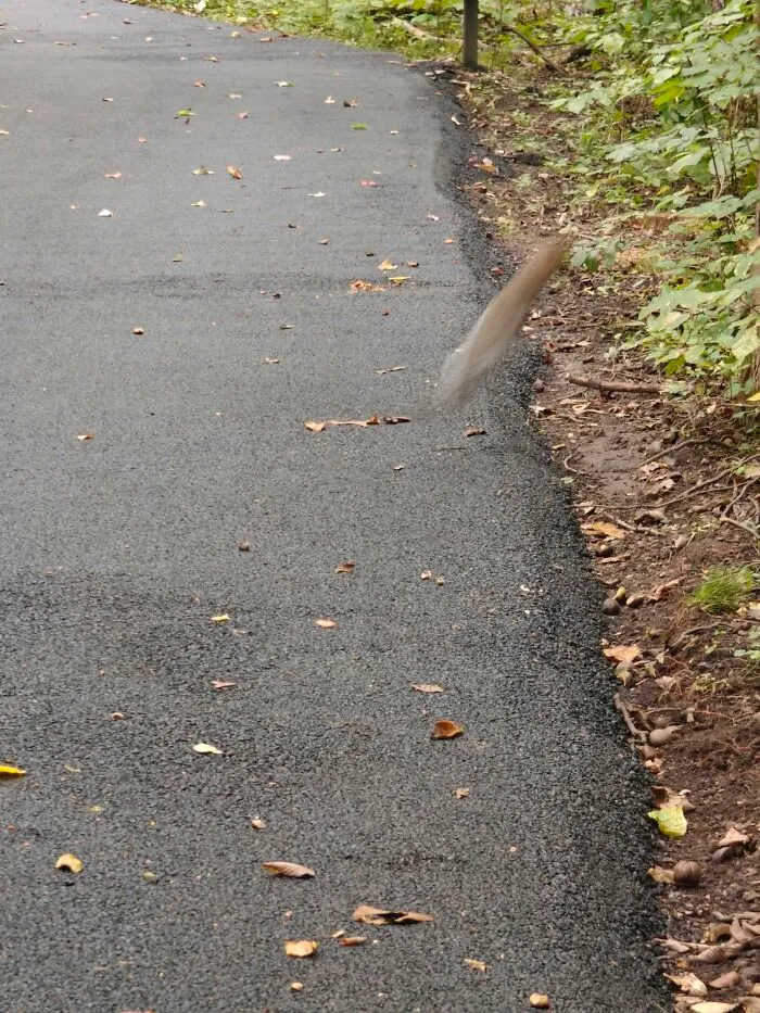 Blurred image of a bird in mid-flight on a paved trail during wildlife observation
