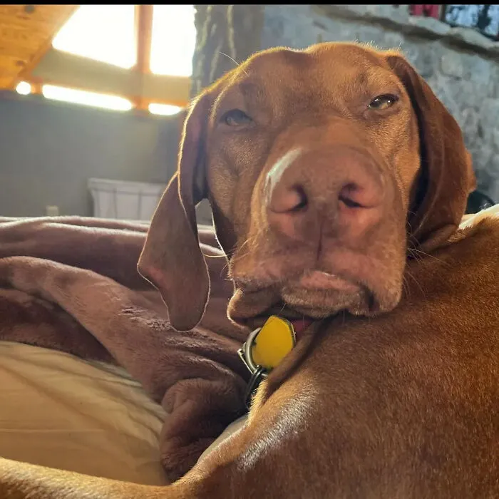 61 Derpy Dog Photos Shared By This Page That Prove Even The Cutest Pups Have Bad Angles