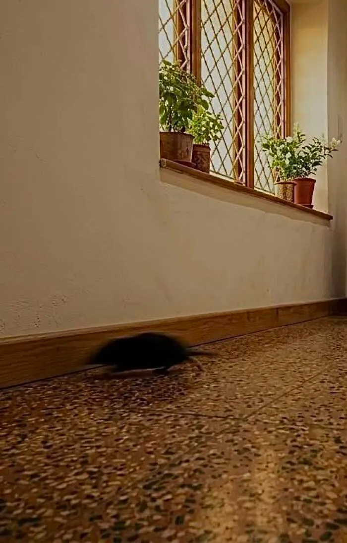 Blurry wildlife photo of a small black rodent indoors near a window with potted plants