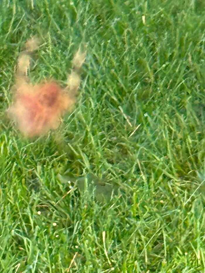 Unclear animal hidden in grass wildlife photo