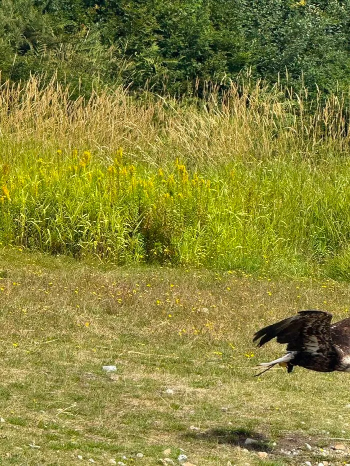 Bald eagle flying close to ground near field wildlife image
