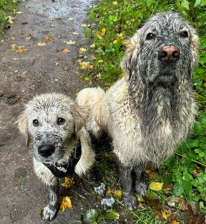 36 Pics Shared By ‘WeRateDogs’ That Show Pups Being Overly Dramatic About Bath Time