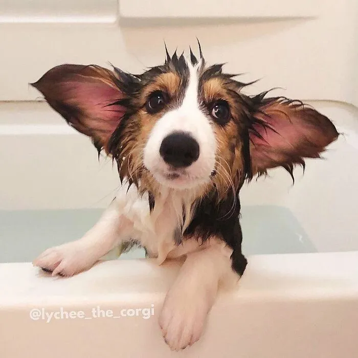36 Pics Shared By ‘WeRateDogs’ That Show Pups Being Overly Dramatic About Bath Time