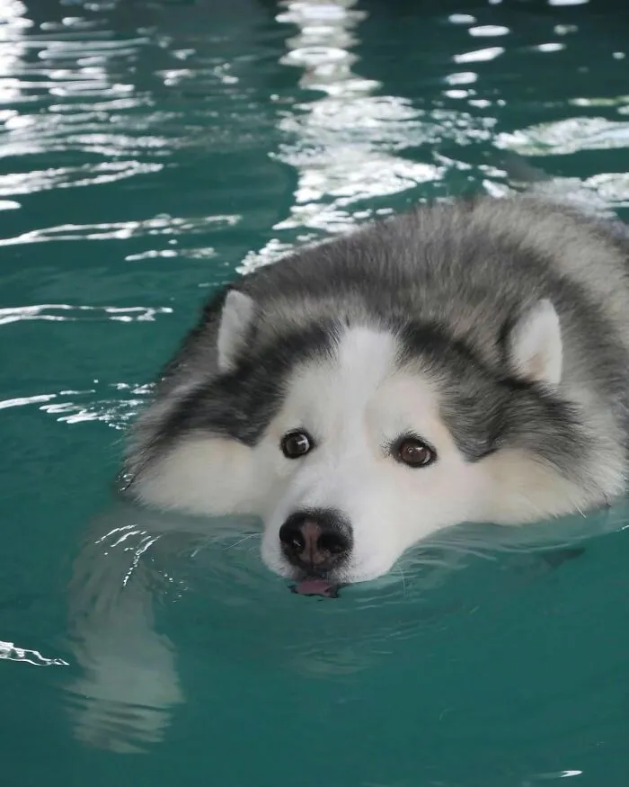 36 Pics Shared By ‘WeRateDogs’ That Show Pups Being Overly Dramatic About Bath Time