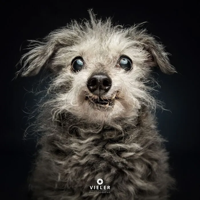 This Photographer Captured 41 New Portraits Of Senior Dogs Showing They Aged Gracefully