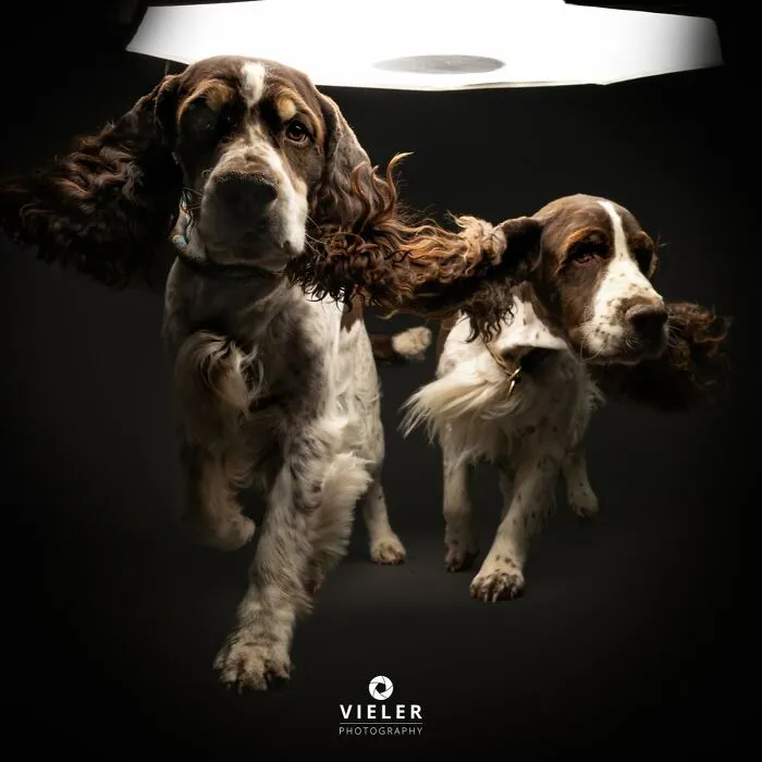 This Photographer Captured 41 New Portraits Of Senior Dogs Showing They Aged Gracefully