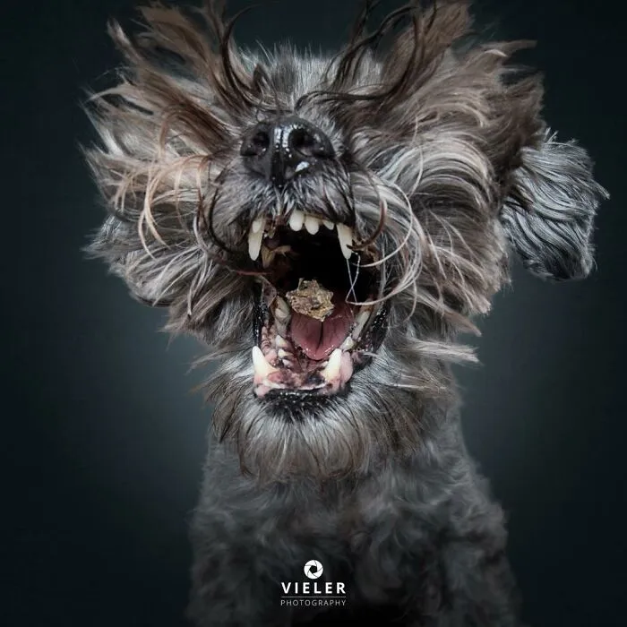 This Photographer Captured 41 New Portraits Of Senior Dogs Showing They Aged Gracefully