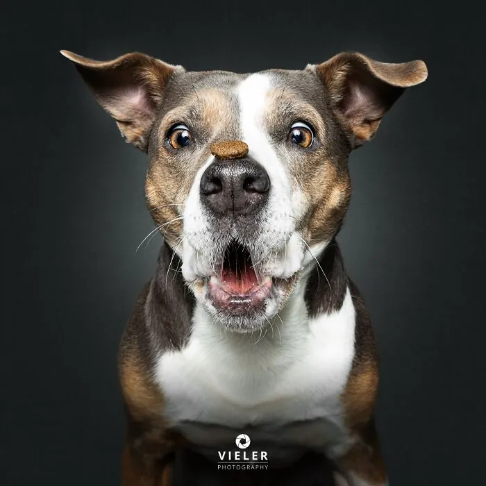 This Photographer Captured 41 New Portraits Of Senior Dogs Showing They Aged Gracefully
