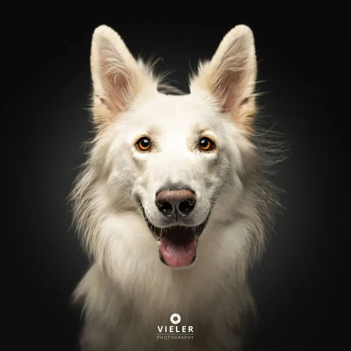 This Photographer Captured 41 New Portraits Of Senior Dogs Showing They Aged Gracefully