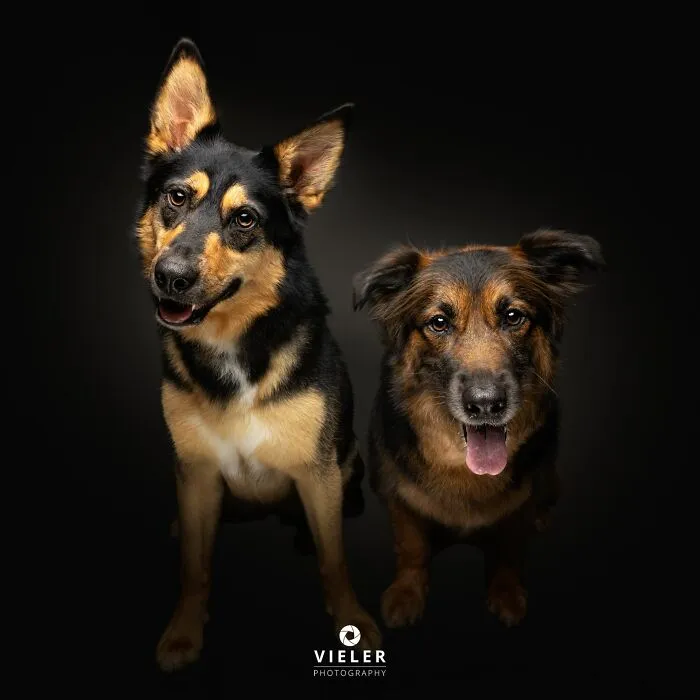 This Photographer Captured 41 New Portraits Of Senior Dogs Showing They Aged Gracefully