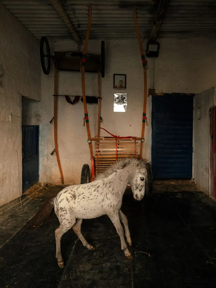 Analog film photo of a miniature horse in a rustic stable with a cart in the background