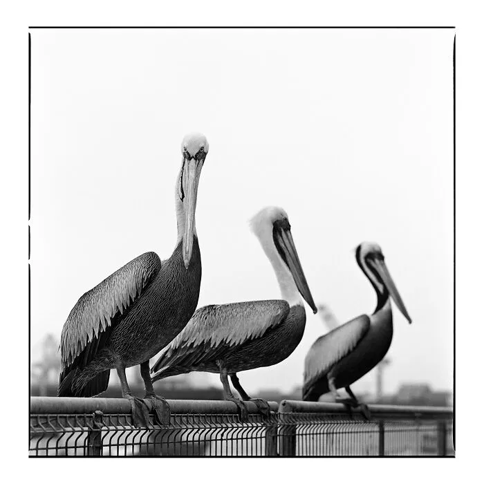 Black and white film photo of three pelicans perched on a metal fence