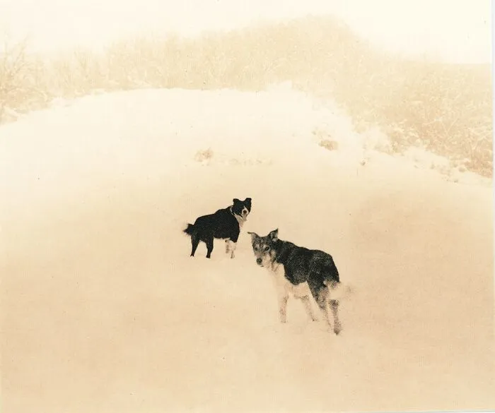 Analog film photography of two dogs in a snow-covered landscape