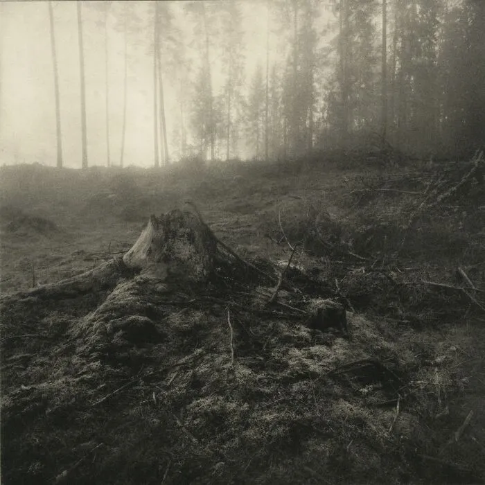 Moody vintage style film photo of tree stump in misty forest landscape