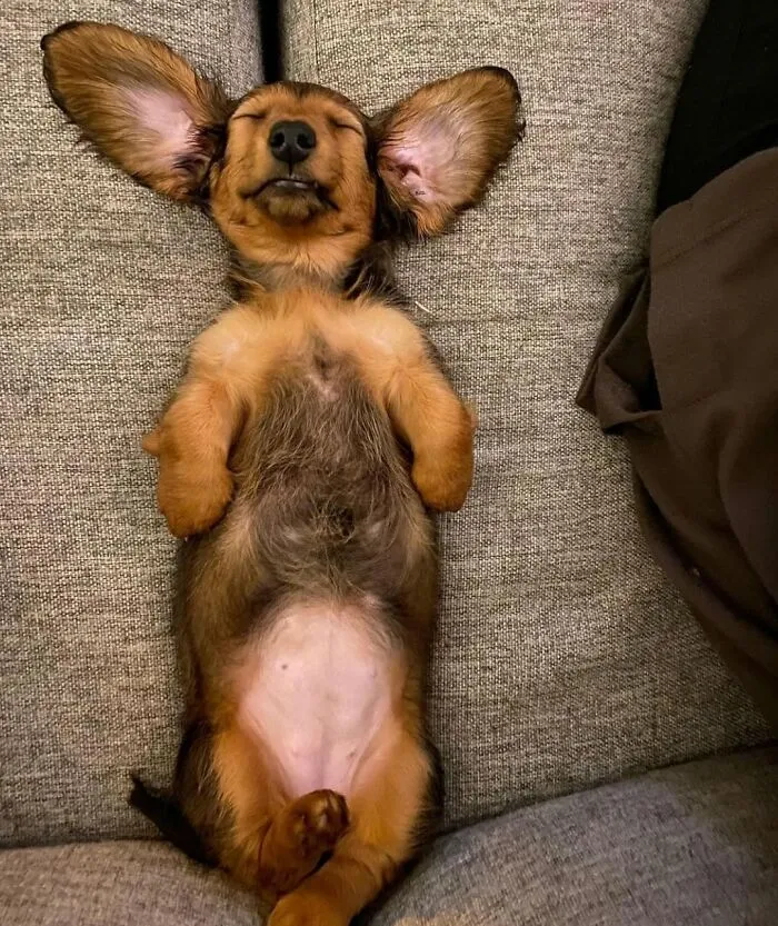 61 Derpy Dog Photos Shared By This Page That Prove Even The Cutest Pups Have Bad Angles