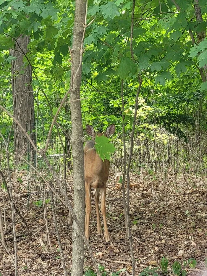 Deer partially hidden by tree leaf in forest wildlife image