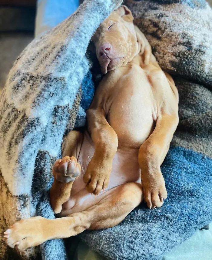 61 Derpy Dog Photos Shared By This Page That Prove Even The Cutest Pups Have Bad Angles