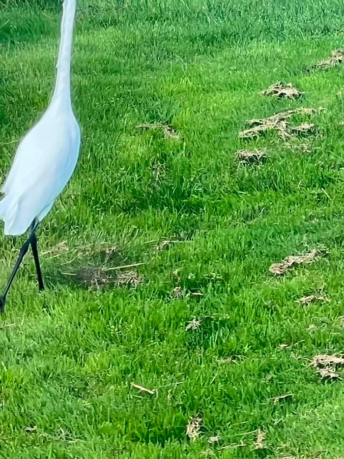 Blurry wildlife photo of white bird standing on grass