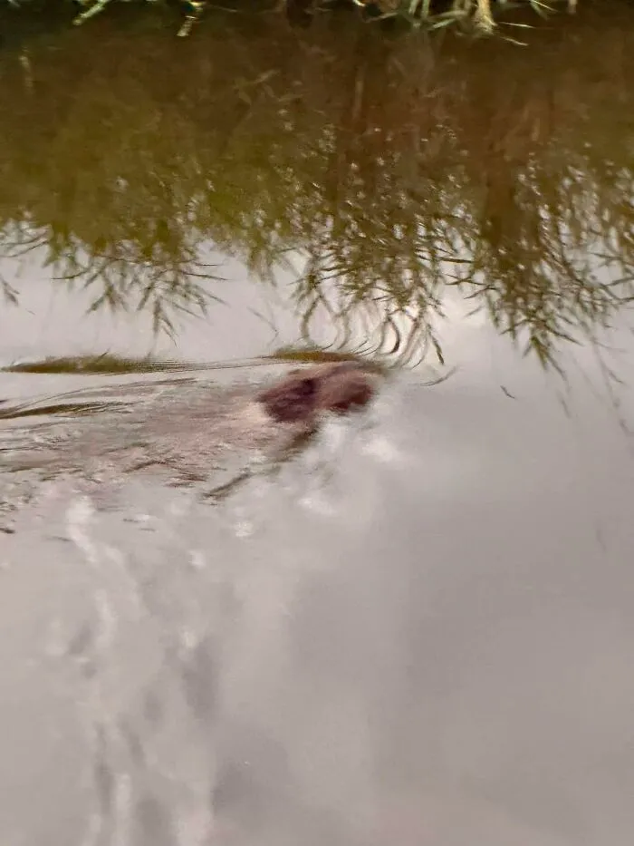 Blurry wildlife photo of animal swimming in pond water