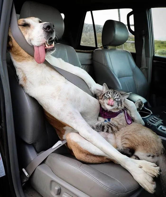 61 Derpy Dog Photos Shared By This Page That Prove Even The Cutest Pups Have Bad Angles