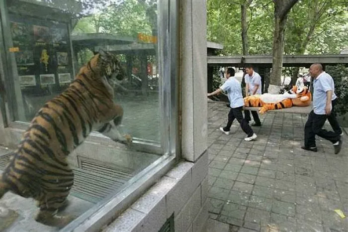 118 Pics That Make You Wonder What Happened Five Seconds Before The Photo Was Taken
