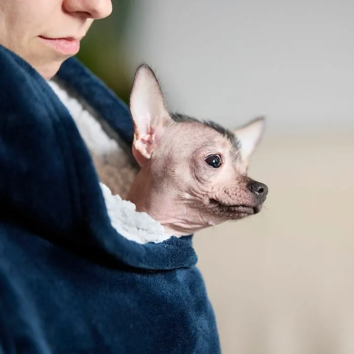 A small hairless dog wrapped snugly in a blanket, looking alertly to the side in a cozy room