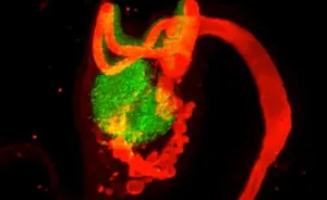 This Female Body Part Was Deemed Useless And Erased From Textbooks, Now Scientists Say They Got It Wrong